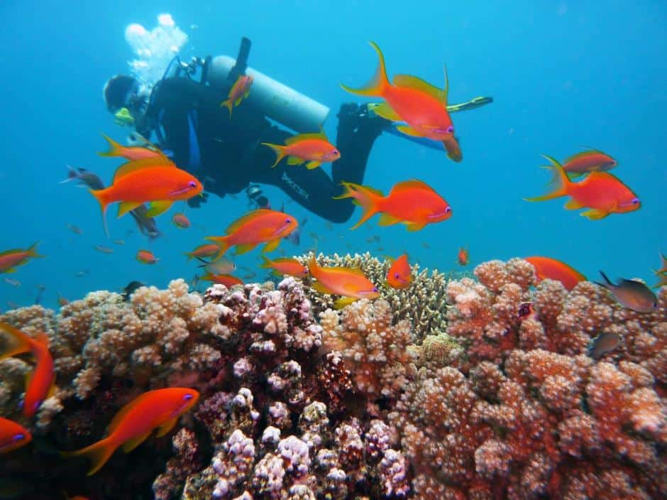 Can You Learn Scuba Diving At Home