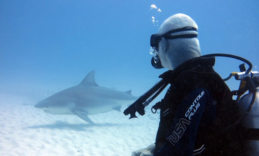 Is It Safe to Scuba Dive with Sharks