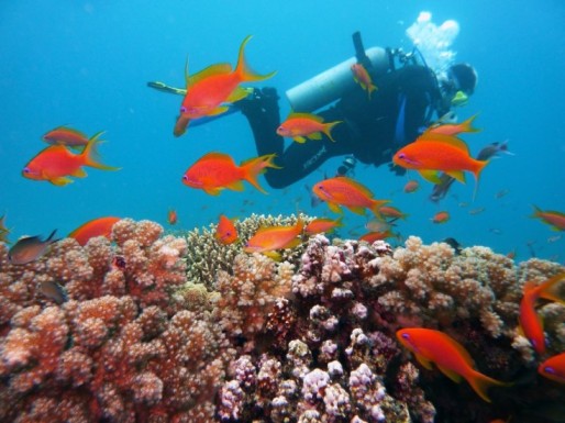 Can You Go Scuba Diving In Thailand