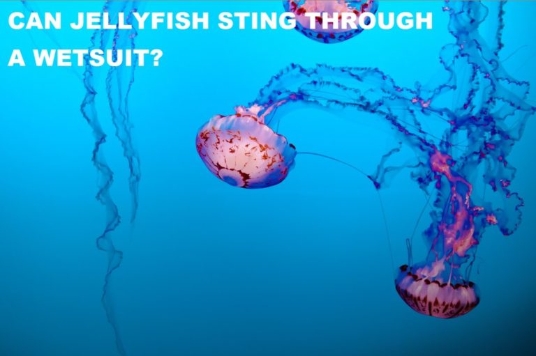 Can Jellyfish Sting Through A Wetsuit?